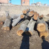 چوب|خدمات باغبانی و درختکاری|شیروان (خراسان), |دیوار