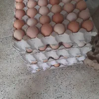 تخم مرغ محلی انزلی با زرده درشت و پرورش طبیعی|خوردنی و آشامیدنی|بندر انزلی, عباس آباد|دیوار