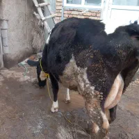 گاو شیر ده با گوساله نر