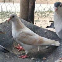 کبوتر رنگی و آلمانی  معاوضه هم دارم