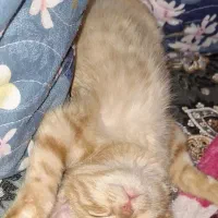 واگذاری بچه گربه رایگان