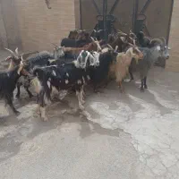بز چاق برا عید قربان کیلو