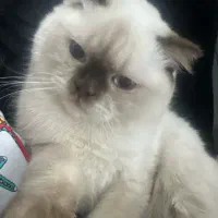 گربه خانگی