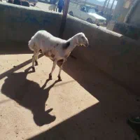 بره قوچی