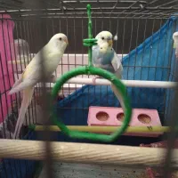 مرغ عشق|پرنده|قزوین, |دیوار