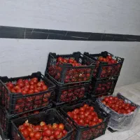سبد میوه جعبه پلاستیکی سبد پلاستیکی جعبه میوه