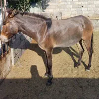 فروش انواع قاطر