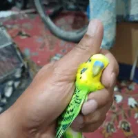 مرغ عشق بالغ