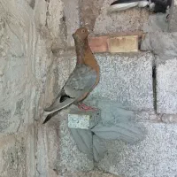 کبوتر کله تاب و ارشینگل