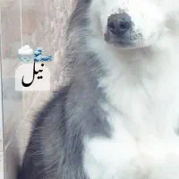 نیلا