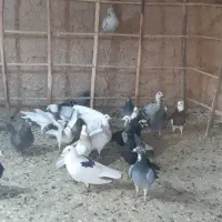 کبوتر|پرنده|اسفراین, |دیوار