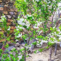 هرس درخت و کاشت نهال و گل