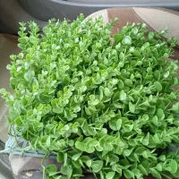 فروش تعدادی سبزه شمشادی