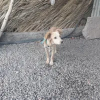 سگ‌پا کوتاه