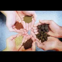 خوراک تخصصی آبزیان (سردابی و گرمابی)