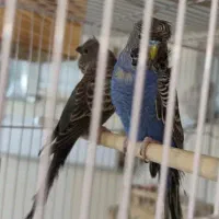 مرغ عشق بلک فیس،بلک وینگ(معاوضه با رد‌چیک)