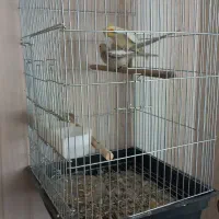 لوتینو نر مست مست آماده جفت گیری|پرنده|صباشهر, |دیوار