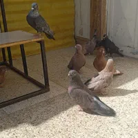 موشی نقره ای طلایی مسی سنجابی پرتقالی نجف اباد|پرنده|اصفهان, آبشار|دیوار