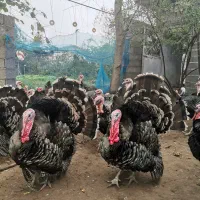 بوقلمون نژاد برونز