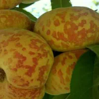 فروش نهال هلو انجیری پلنگی