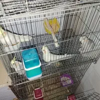 فروش عروس هلندی