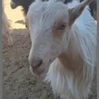 حیوان کره چاق سرحال