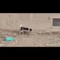 سگ گله ای|سگ|سیراف, |دیوار