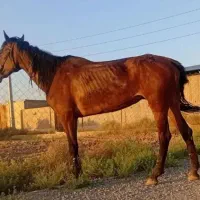 مادیان ترکمن