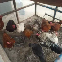 مرغ وخروس محلی