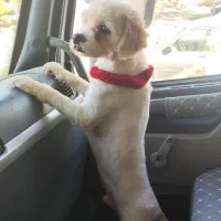 توله ۹ماهه پامرکراس