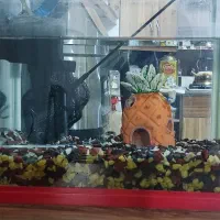 آکواریوم شرکتی با همه وسایل|ماهی|شیراز, کوشک میدان|دیوار