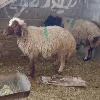 دوتا میش برندیل سنگین وزن گلون برن