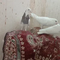 پزنده طوقی|پرنده|بم, |دیوار