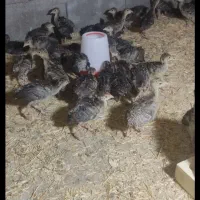 جوجه بوقلمون