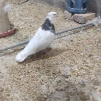 کبوتر طوقی|پرنده|گیلان غرب, |دیوار