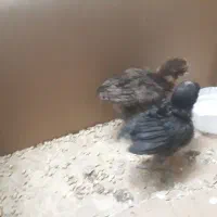 جوجه