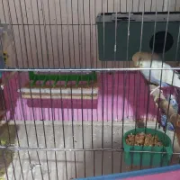 مزغ عشق|پرنده|شیراز, احمدی جنوبی|دیوار