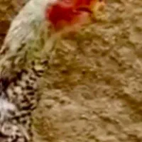 اوشامو گردن ویبره هندی نوک طوطی دم تاووسی|حیوانات مزرعه|بهارستان, |دیوار