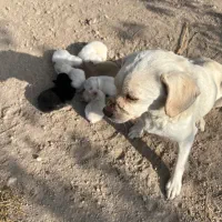 واگزاری توله پا کوتاه|سگ|شهریار, شهریار|دیوار