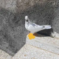 کبوتر گرفتنی