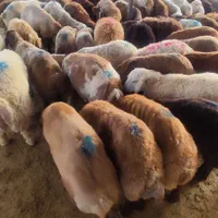 گوسفند زنده بره نرینه قلم ابی زیر قیمت|حیوانات مزرعه|مشهد, نوید|دیوار