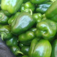 دلمه تازه|عمده‌فروشی|کوهدشت, |دیوار