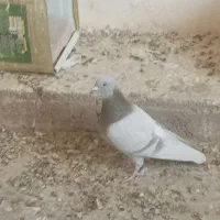 اوقون نر فروشی