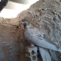 کبوتر کله ای و سبز ماده