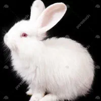 خرگوش فروشی