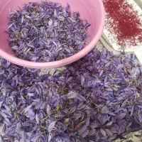 زعفران تازه