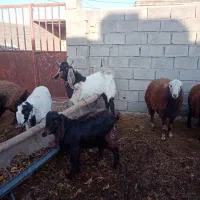 نربز پاکستانی|حیوانات مزرعه|تربت‌حیدریه, بالا ولایت|دیوار