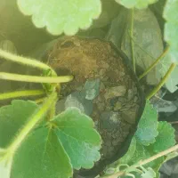 توت فرنگی گلدانی رقم پاروس|خدمات باغبانی و درختکاری|سنندج, |دیوار