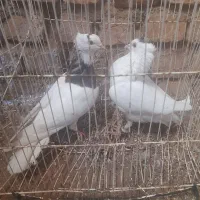 کبوتر