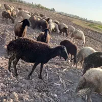 بز و گوسفند|حیوانات مزرعه|خوی, |دیوار